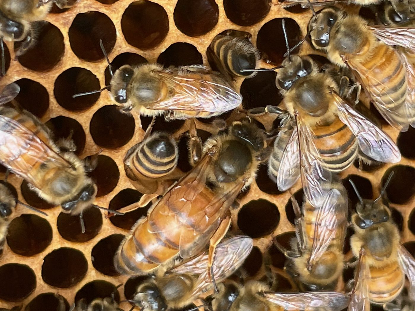 Reine Buckfast marquée au milieu de ses ouvrières