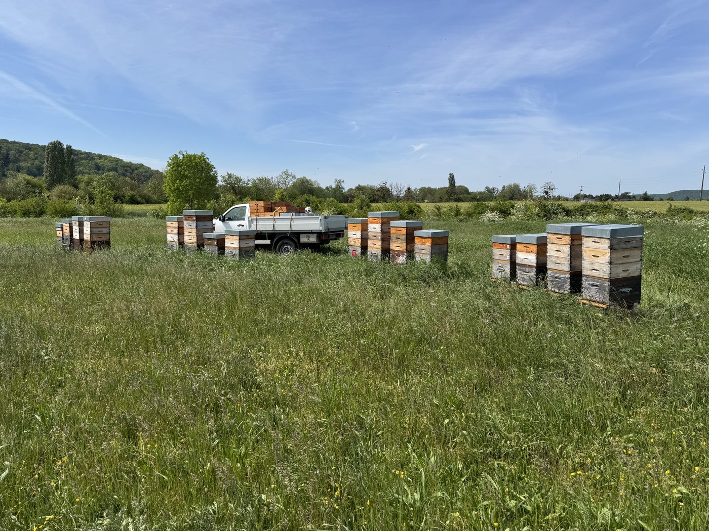 Ruches peintes de différentes couleurs alignées dans un rucher