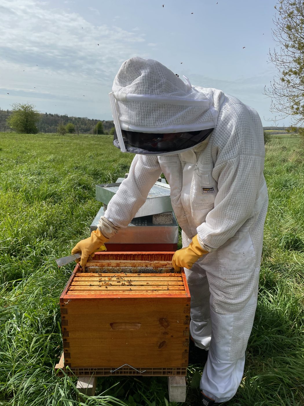 Inspection d'un cadre couvert d'abeilles
