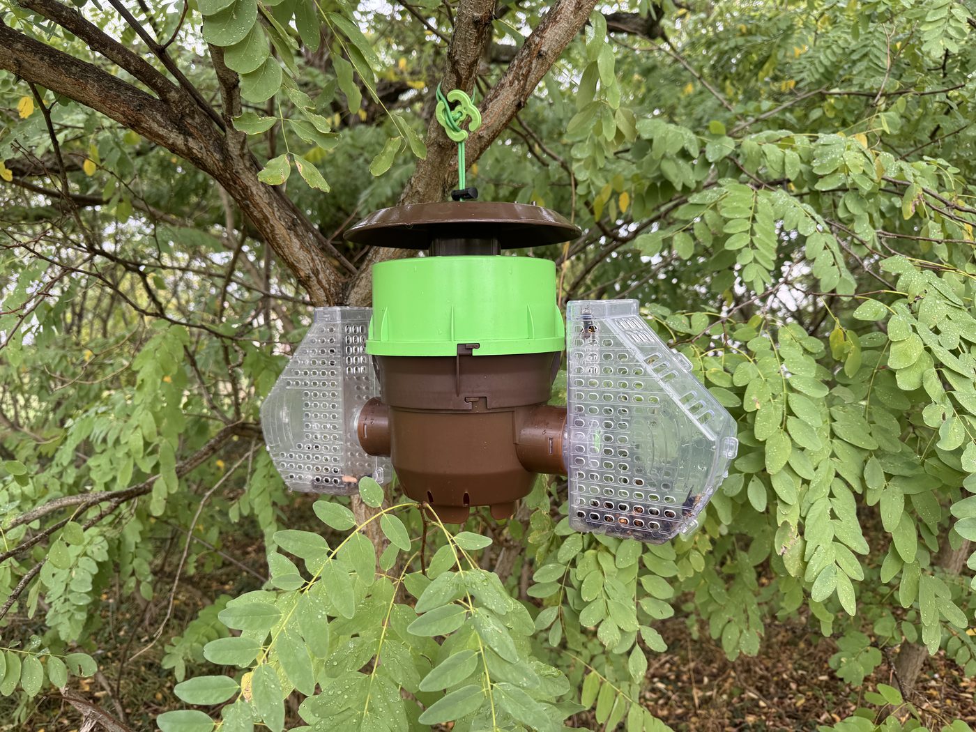 Entrée de ruche avec des abeilles gardiennes