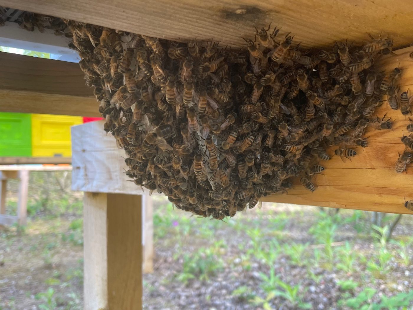 Essaim d'abeilles suspendu à une branche d'arbre