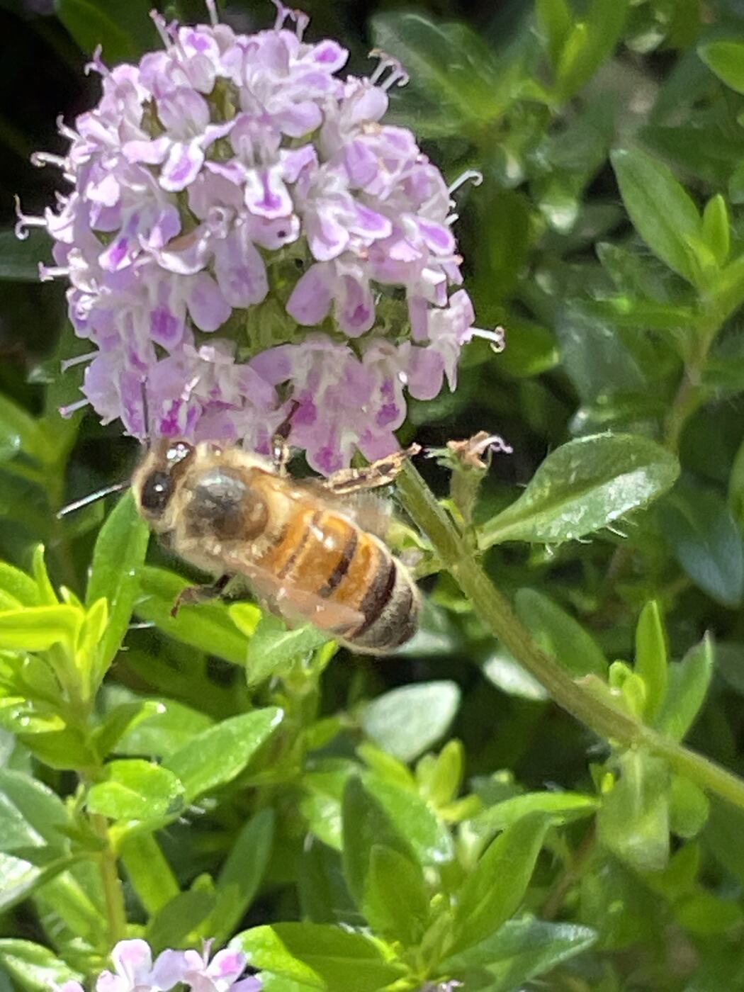 Abeille butinant une fleur mauve