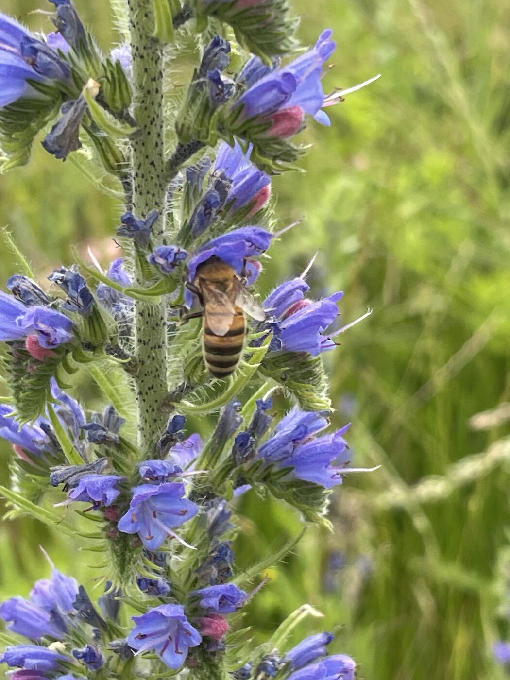 Abeille butinant une fleur de vipérine bleue