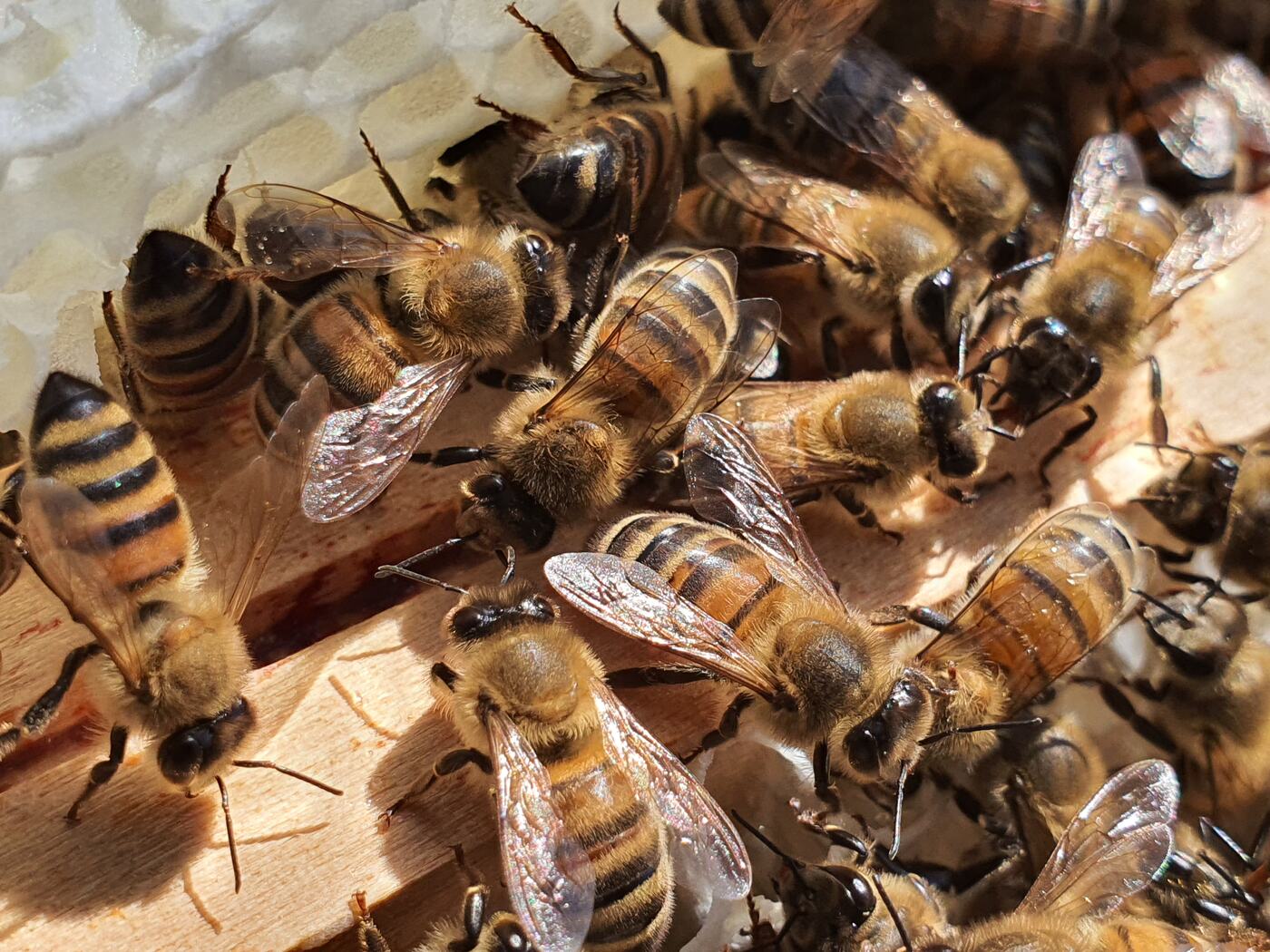 Gros plan d'abeilles ouvrières sur un rayon