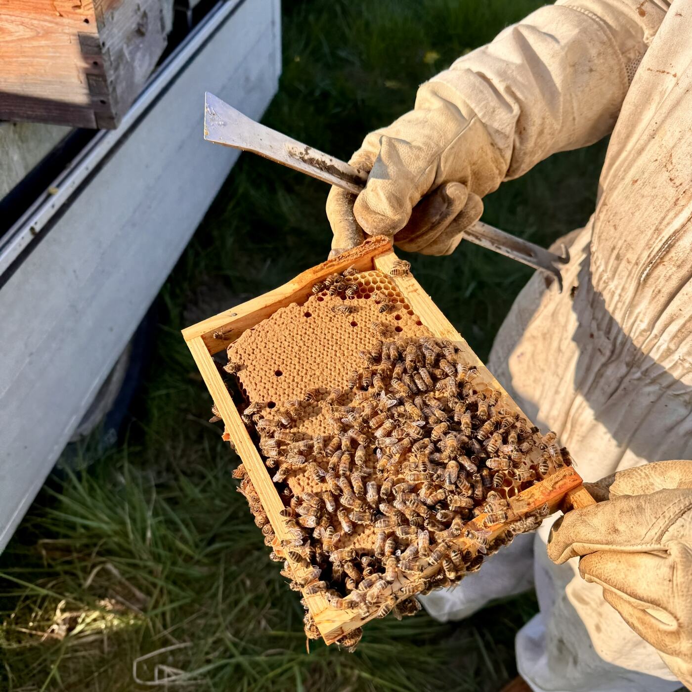 Abeilles sur un cadre tenu à la main gantée, lève-cadre en main
