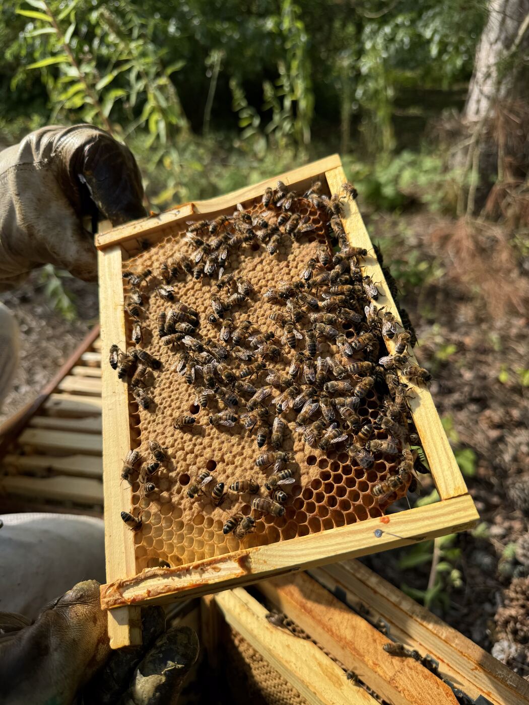 Cadre de corps couvert d'abeilles, tenu à la main gantée