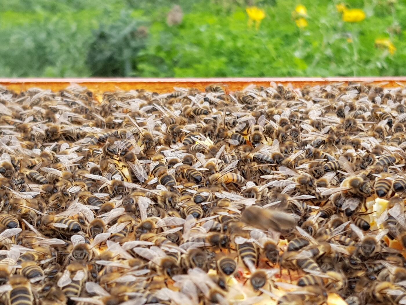 Abeilles sur le dessus des cadres d'une ruche ouverte