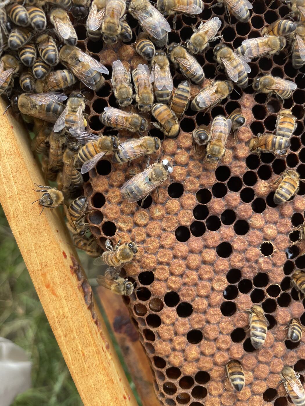 Ruche ouverte avec les cadres du corps couverts d'abeilles