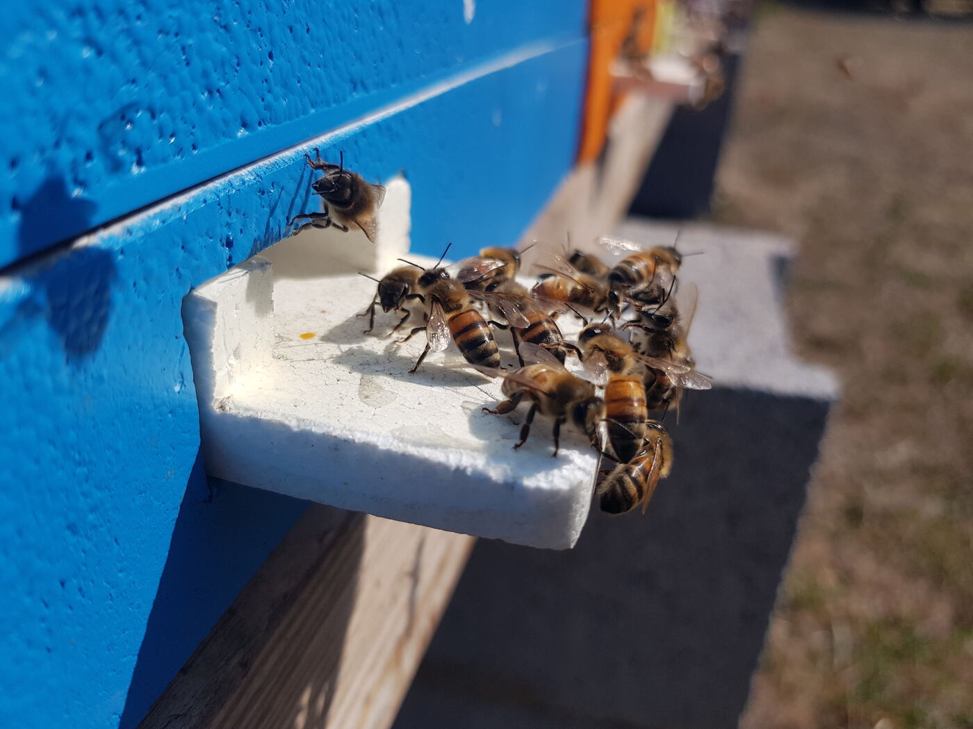Entrée de ruche avec des abeilles gardiennes