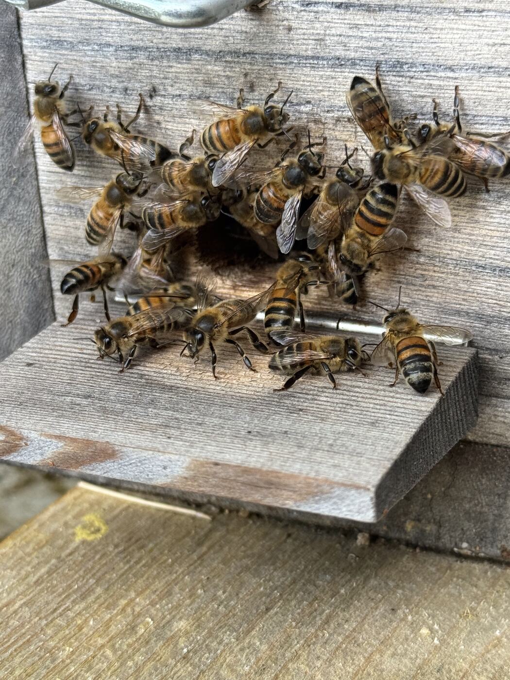 Entrée d'une ruche en bois avec des abeilles
