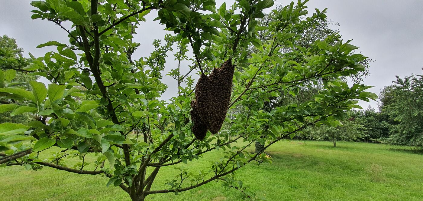 Essaim d'abeilles suspendu à une branche d'arbre