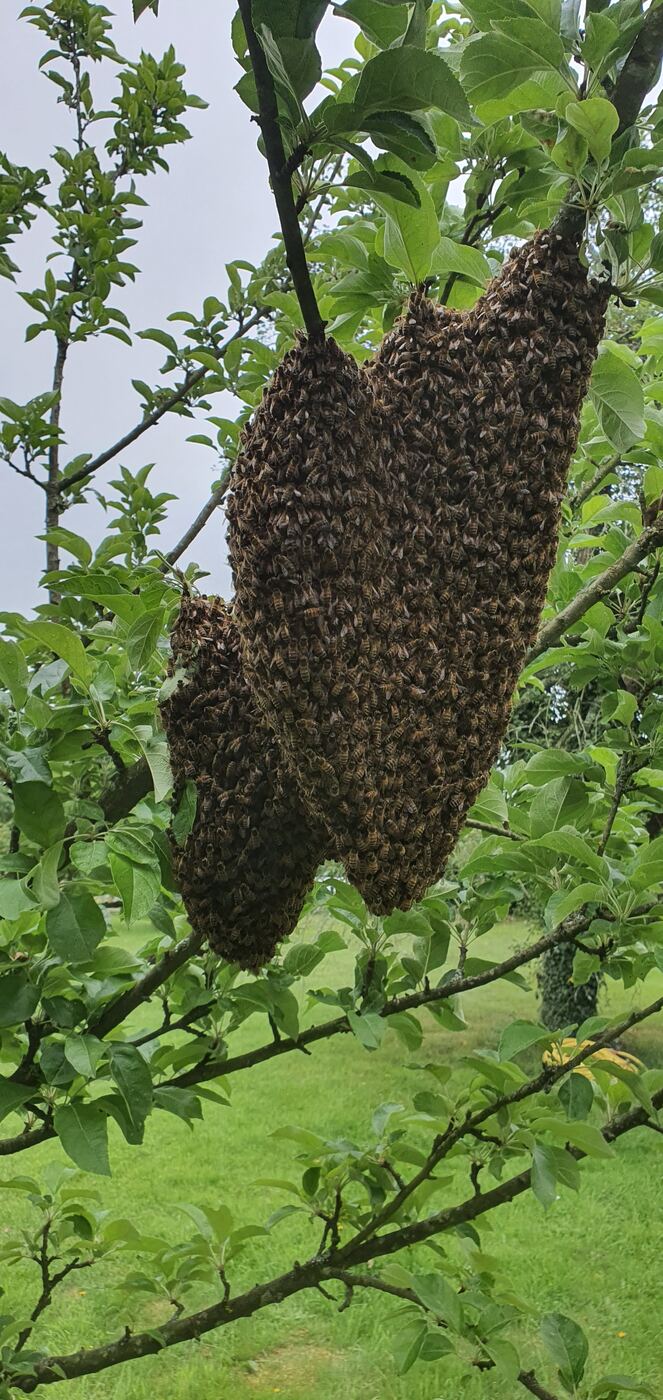 Essaim d'abeilles suspendu en grappe à une branche