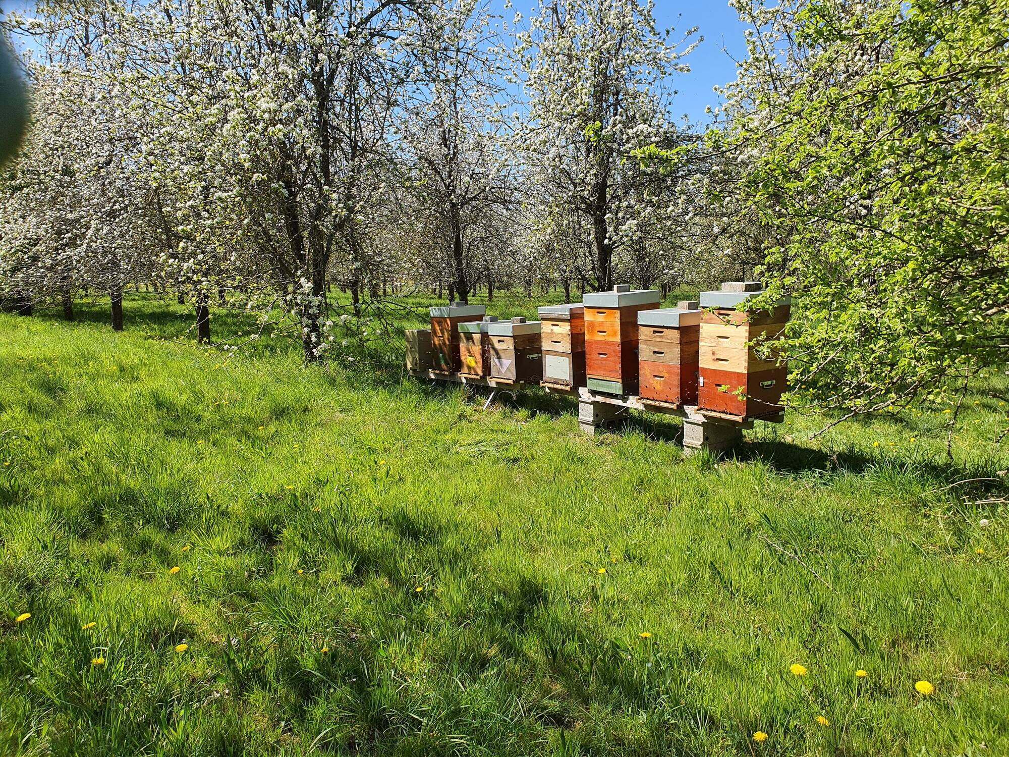 Rangée de ruches Dadant dans un verger de pommiers en fleurs