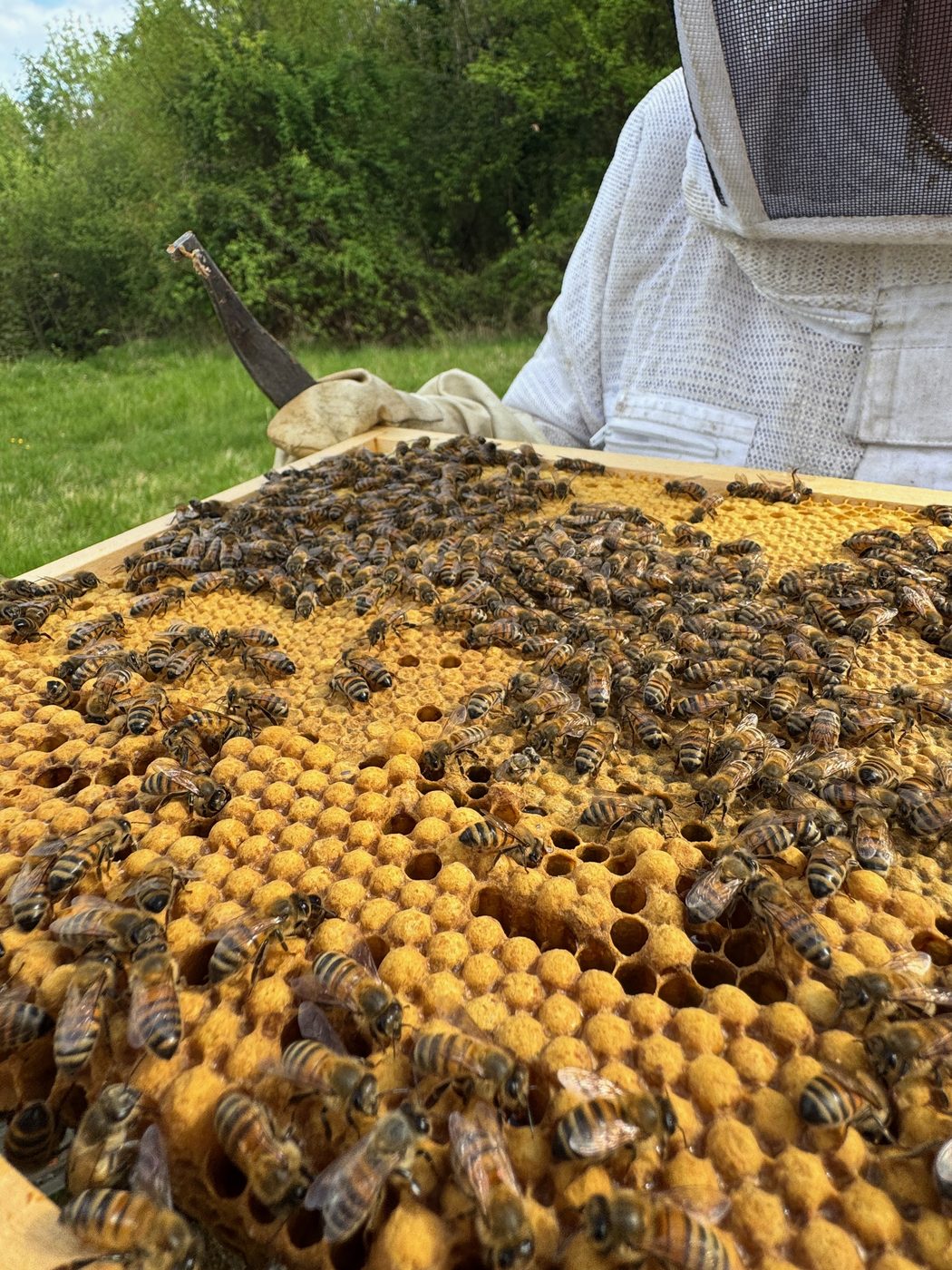 Cadre de couvain couvert d'abeilles tenu à la main