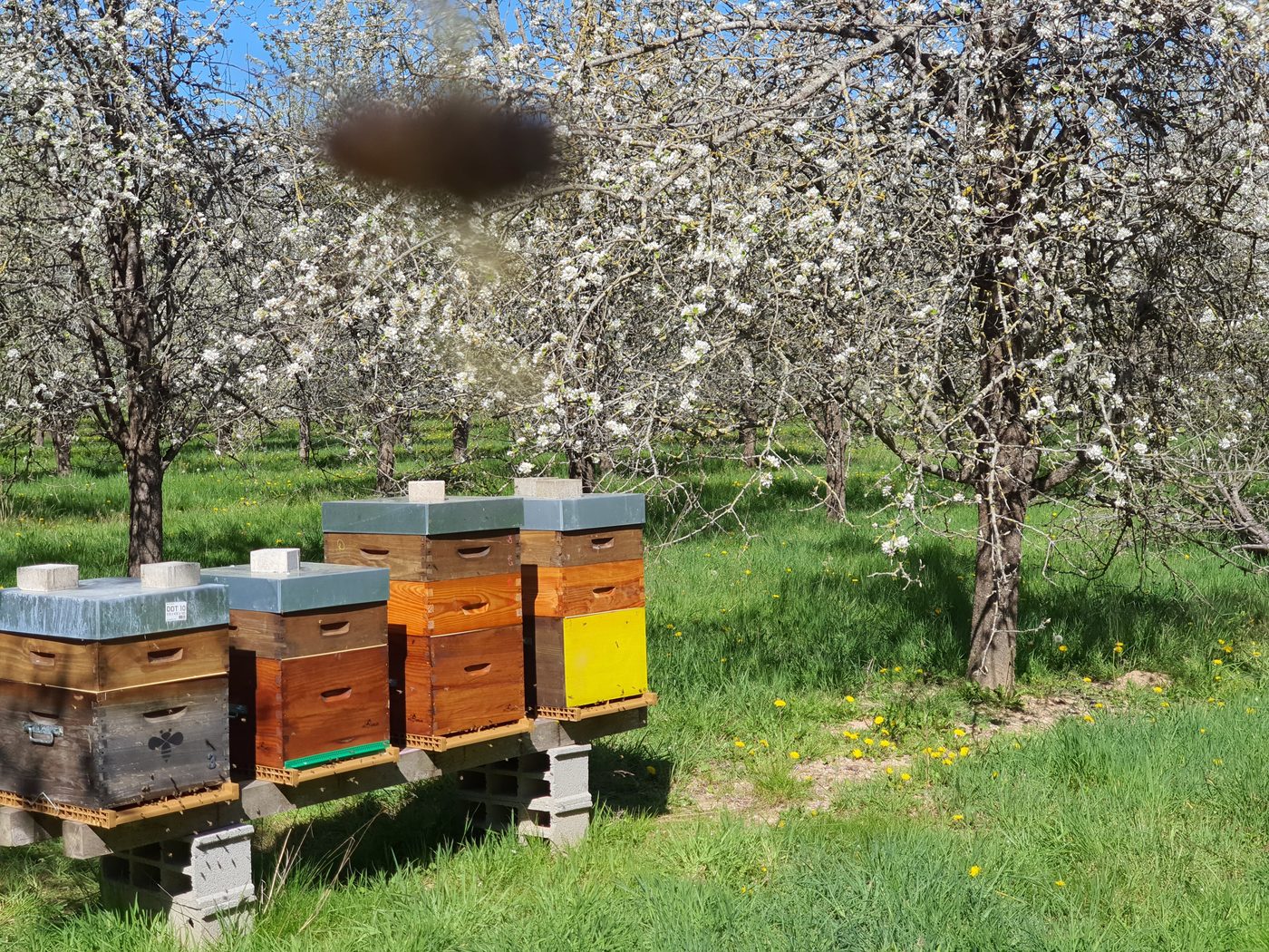 Rangée de ruches Dadant dans un verger en fleurs au printemps