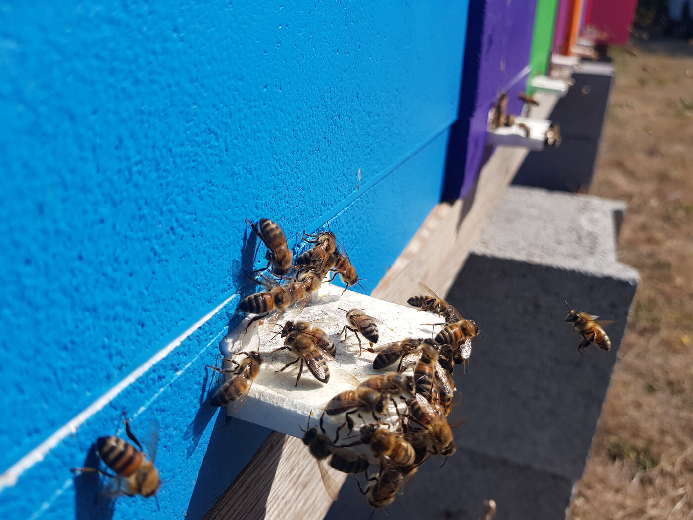 Abeilles en vol devant l'entrée d'une ruche