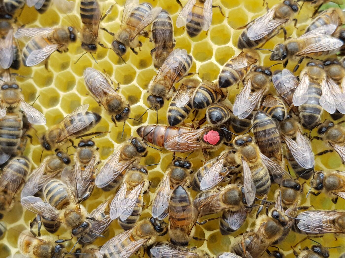 Reine marquée d'une pastille entourée d'ouvrières sur un rayon