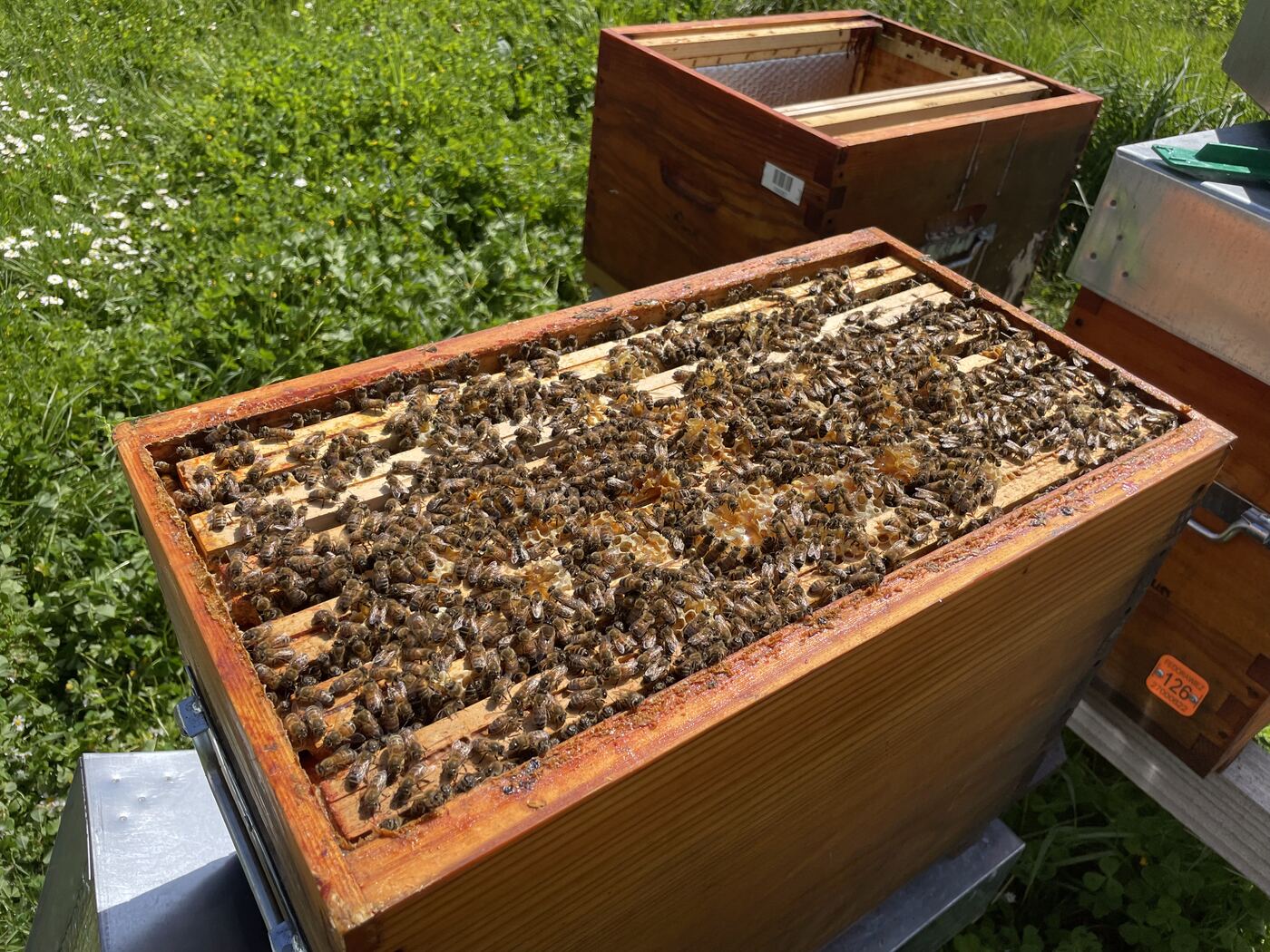 Ruche Dadant ouverte, abeilles sur le dessus des cadres