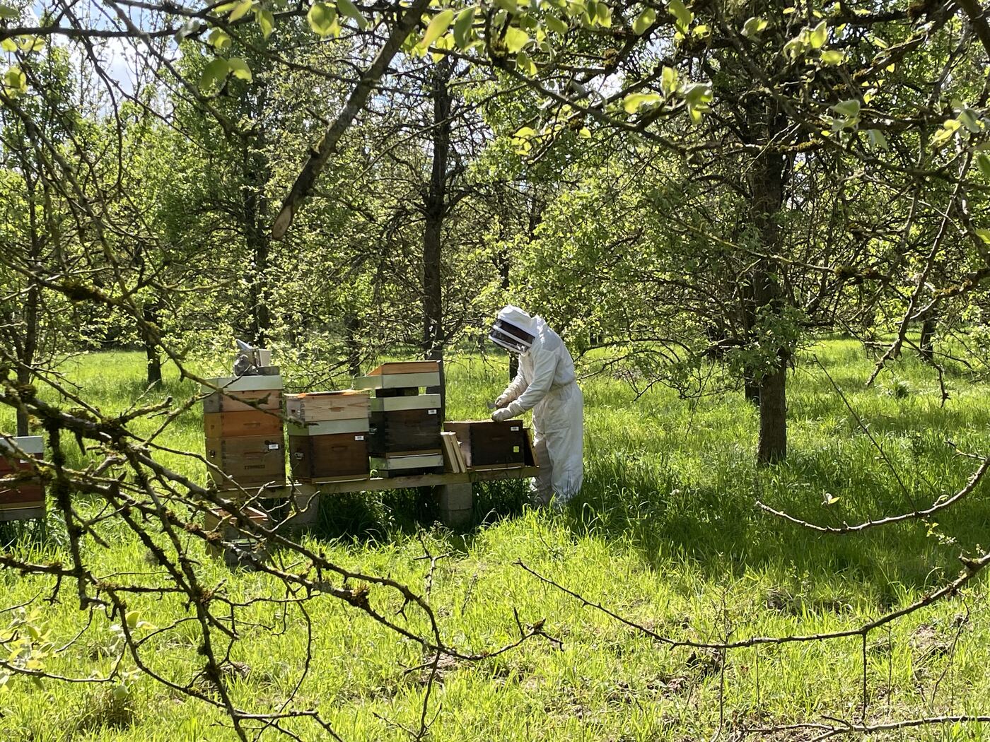 Rucher sous les arbres fruitiers au printemps