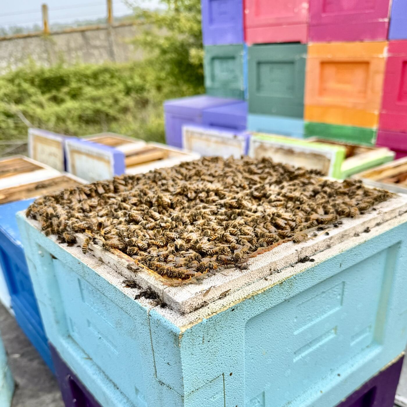 Ruches peintes de différentes couleurs alignées dans un rucher