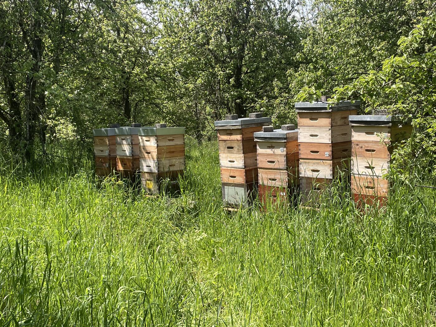 Deux ruches posées dans l'herbe haute au bord d'un champ